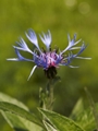 Centaurea montana-1 Chaber górski